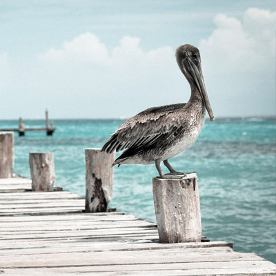 ddos攻击在哪能买到